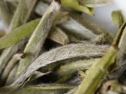 Early Spring Silver Needle White Tea